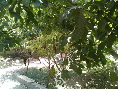 500 متر باغ چهاردیوار در لم آباد ملارد 
