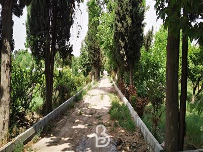 باغ گلابی سند تک برگ در ملارد