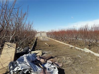 باغچه 650متری وحیدیه